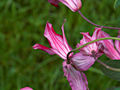 Clematis texensis Gravetye Beauty IMG_6725 Powojnik